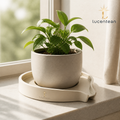 Lucentean™ Sill-Water Plant Skirt — Sculpted Pot Base Catcher